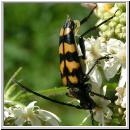 Leptura quadrifasciata - Vierbindiger Schmalbock 07.jpg